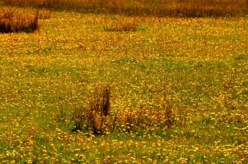 pic_0068.jpg