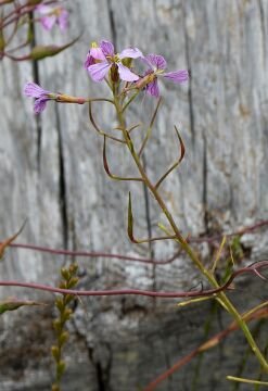pic_0116.jpg