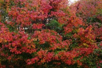 pic_0168.jpg