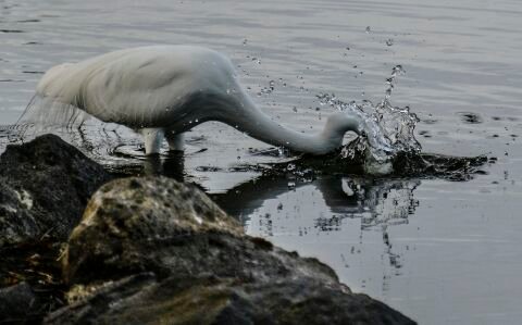 EgretDive.jpg