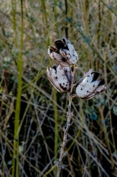 DSC_2805.jpg