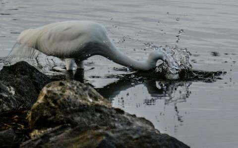 EgretDive.jpg