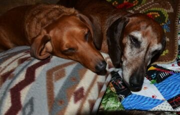 2dogs.jpg
