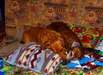2moredogs.jpg