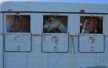 3horsewindow.jpg