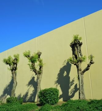 3trees.jpg