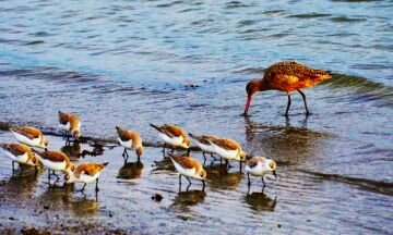 Beach_chicken.jpg