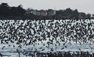 BirdsinFlight.jpg