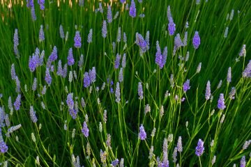 Blueflowers1.jpg