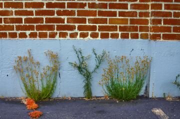 DSC_0972.jpg