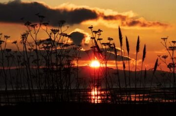 DSC_265n0.jpg