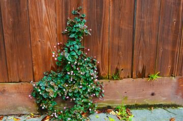 DSC_328n2.jpg