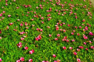 DSC_3556.jpg