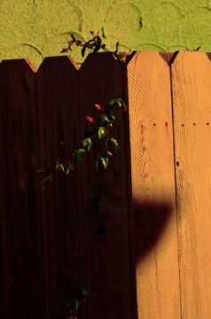 DSC_5154.jpg