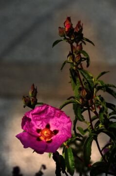 DSC_5370.jpg