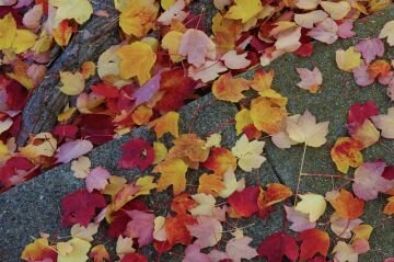 Fallcolors.jpg