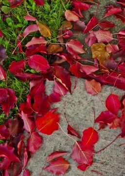 Fallcolors1.jpg
