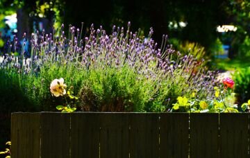 Fenceflowers.jpg