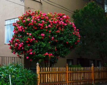 Flowerbush.jpg