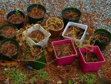 Flowerpots1.jpg