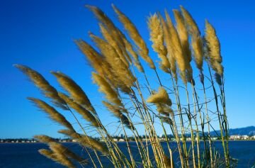 Grass.jpg