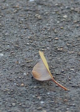 Leaf.jpg
