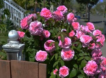 PinkRoses.jpg