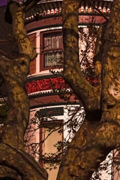 Pinkthroughtree.jpg