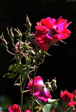 Roses.jpg