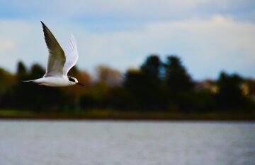 Seagull.jpg