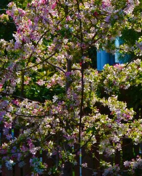 Treeinbloom.jpg