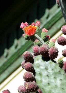 cactus1.jpg