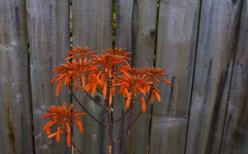 fenceflower.jpg