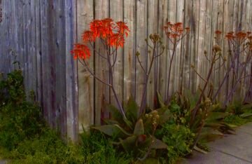 fencewithflower.jpg