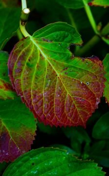 leaf1.jpg