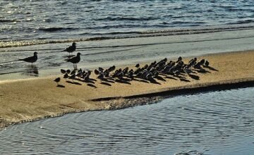 morebirds.jpg