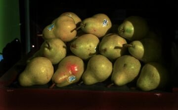 pears.jpg
