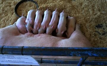 piggies.jpg