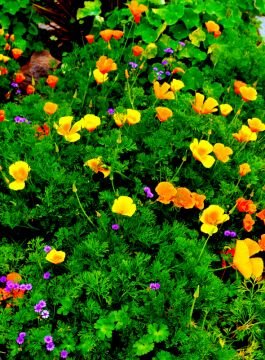 poppies.jpg