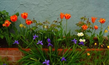 poppies2.jpg