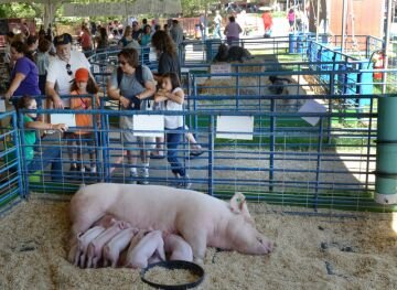 porkview.jpg