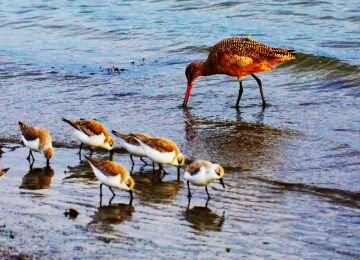 sandpipers.jpg