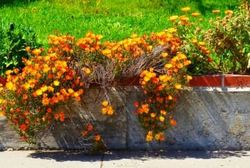 wallflowers.jpg