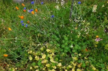 wildflowers.jpg